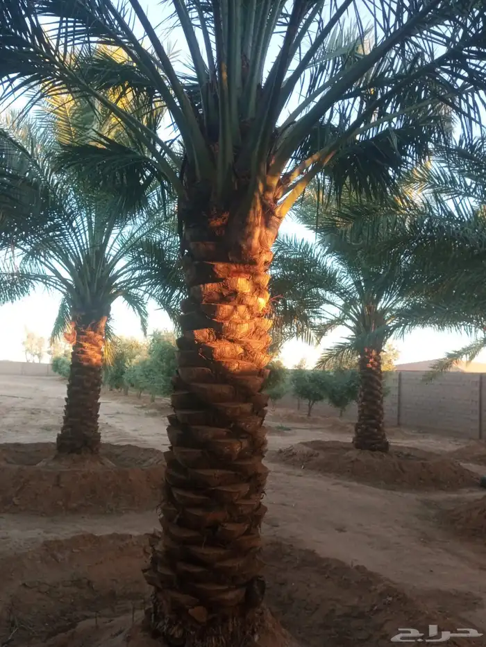 نخيل عربي فسائل نخل نخل عربي نقايل 13