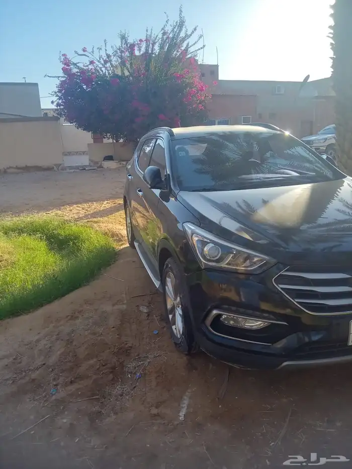 سنتافي وردة للبيع 2017 0