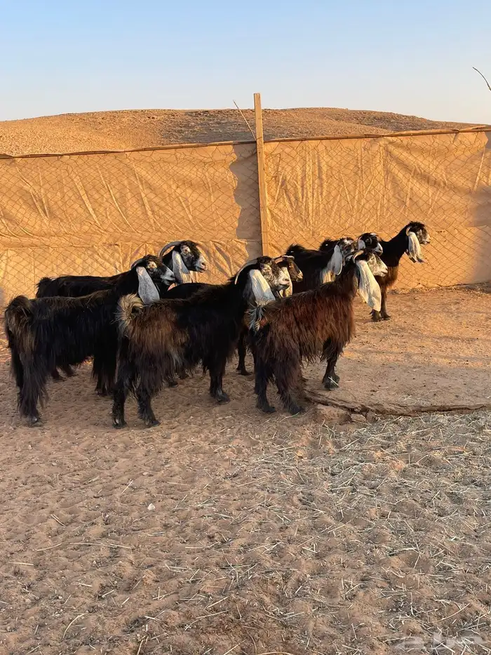 معزا عوارض 2