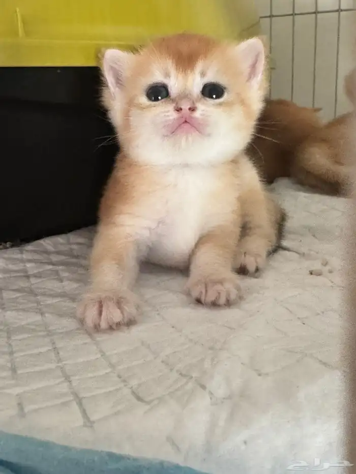 سكوتش قولد للبيع 0