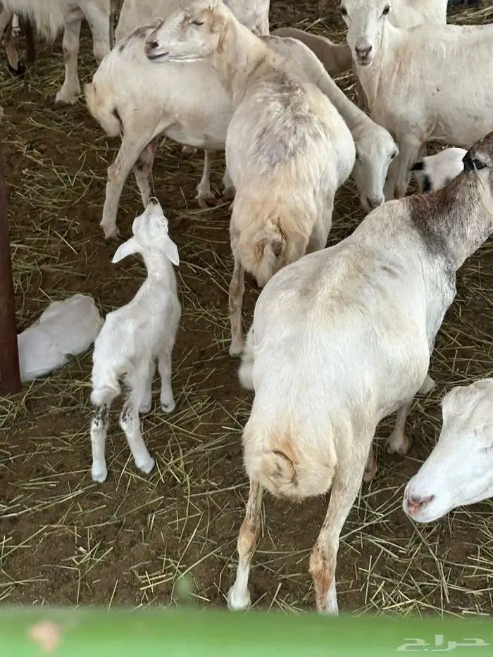 ضان رفيديات 5