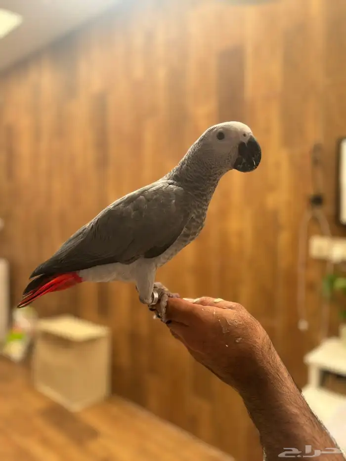 فرخ كاسيكو 8