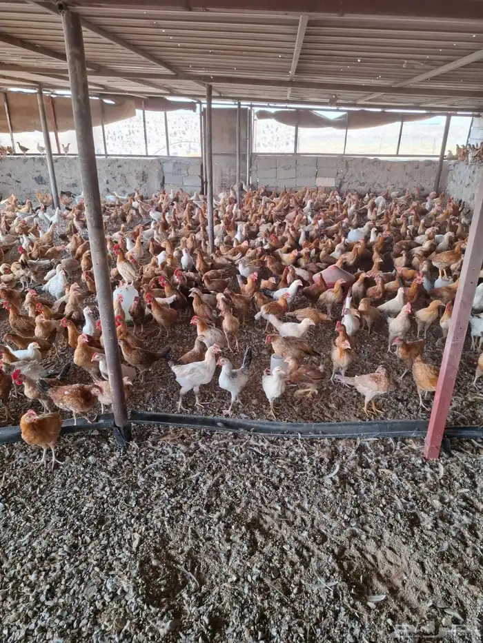 صوص عمر شهرين 1