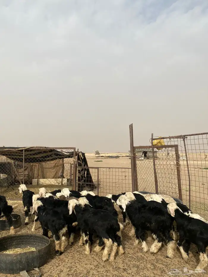 البيع بهم نجد العدد 23 3