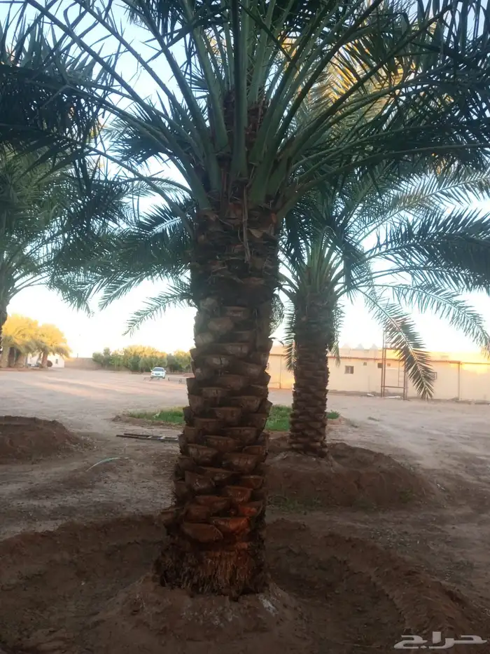 نخيل عربي فسائل نخل نخل عربي نقايل 14