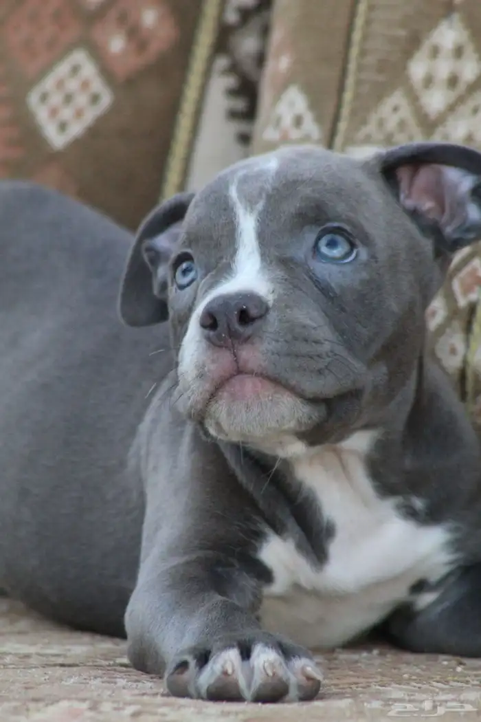 امريكان بولي 1