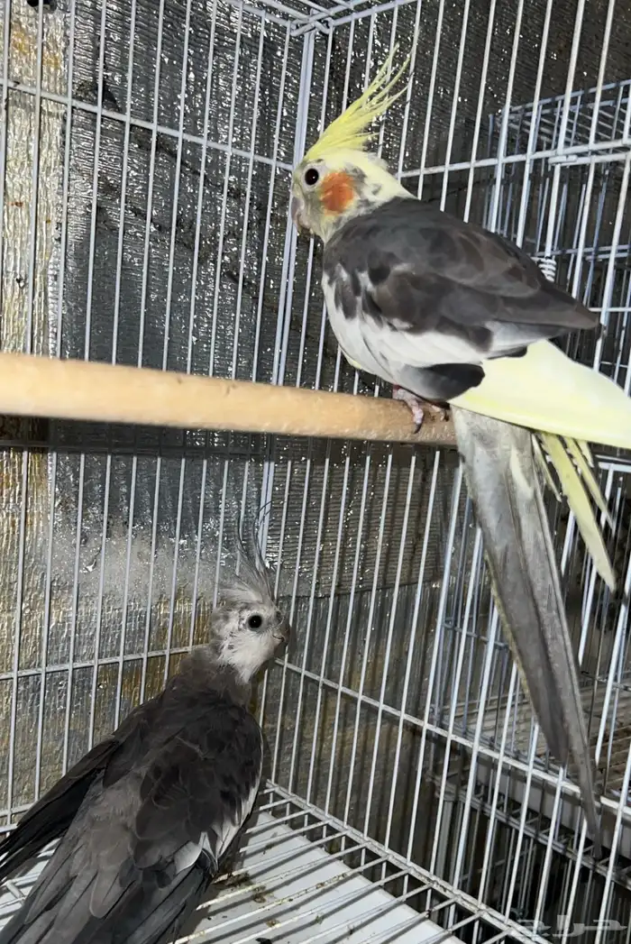 طيور للبيع 4