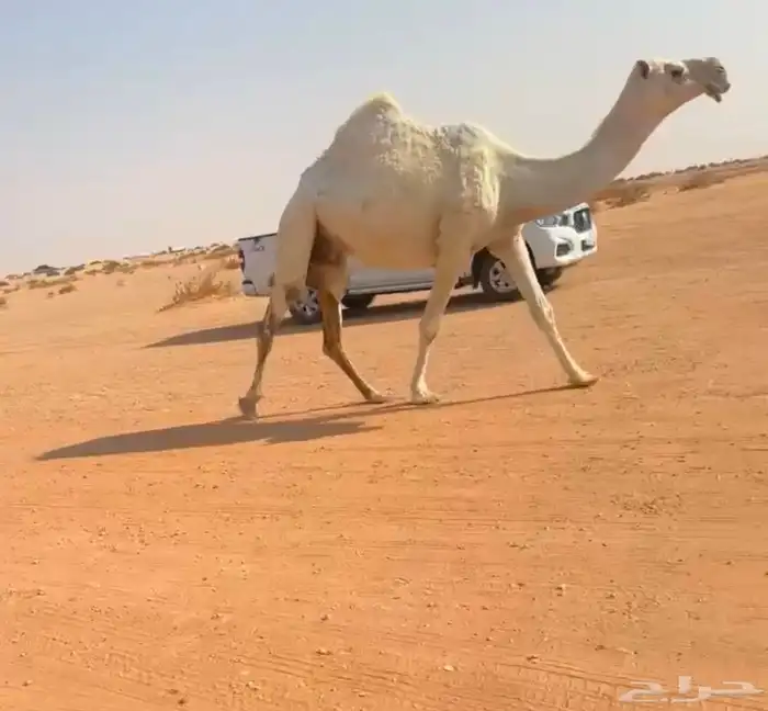 للبيع لقحه عليانية 3