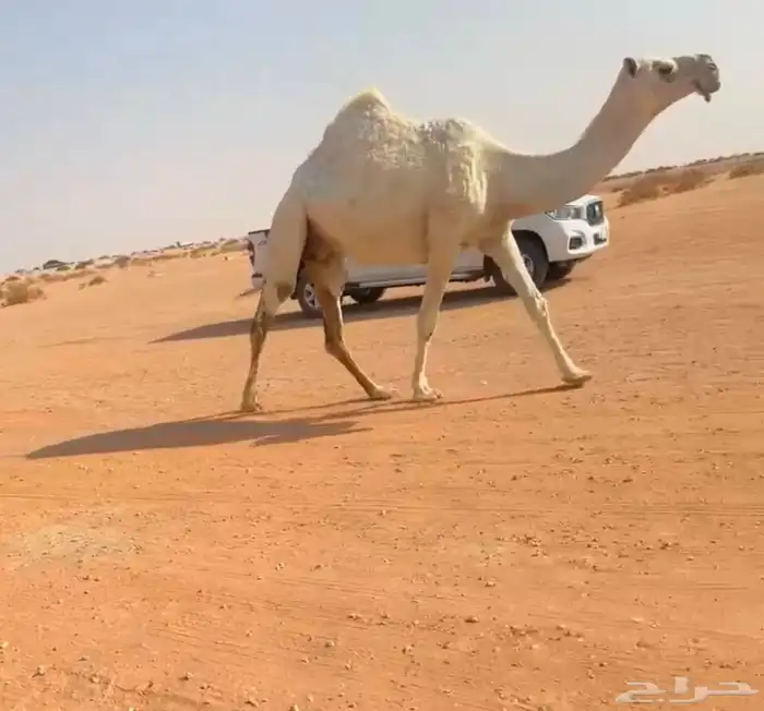 للبيع لقحه عليانية 1