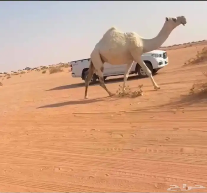 للبيع لقحه عليانية 2