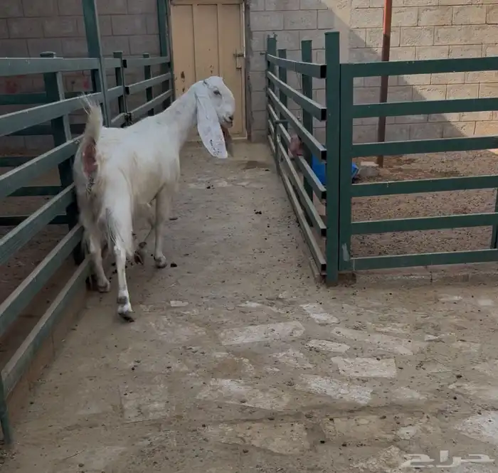 معزاء مطورات 0