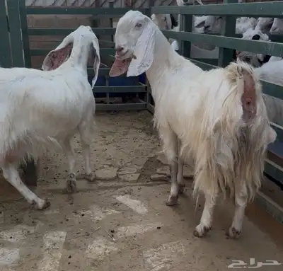 معزاء مطورات index