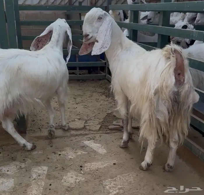 معزاء مطورات 2