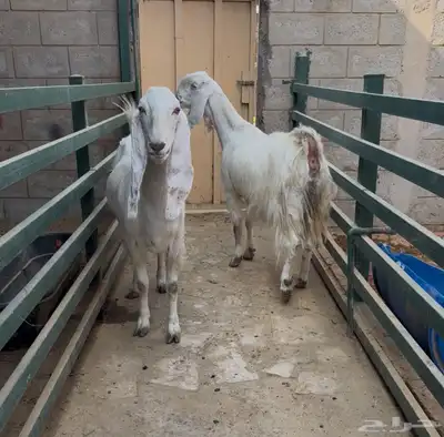 معزاء مطورات index