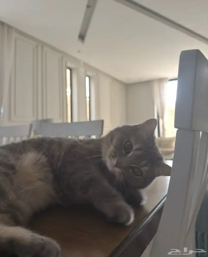 قطه أنثى عمر سنتين للتبني اليوم فقط 2025 11 14 2