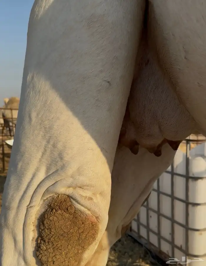 لقحه وضحى كفو 2