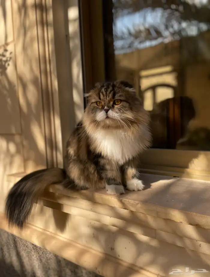 قط مفقود في عرقه 2