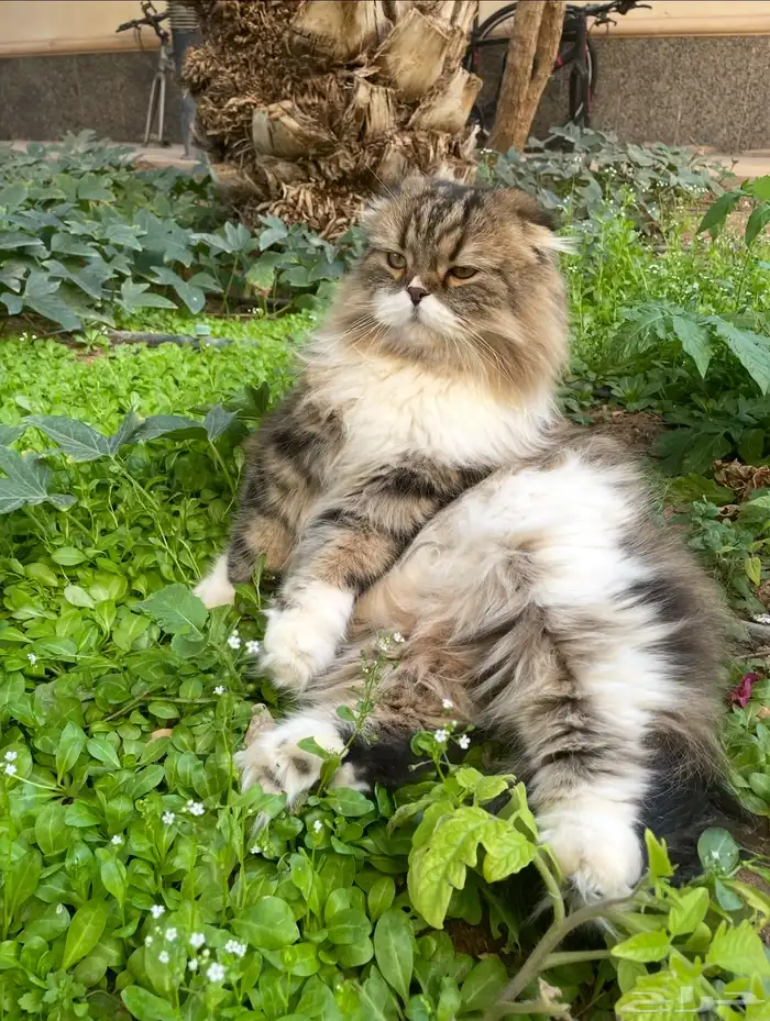 قط مفقود في عرقه 3