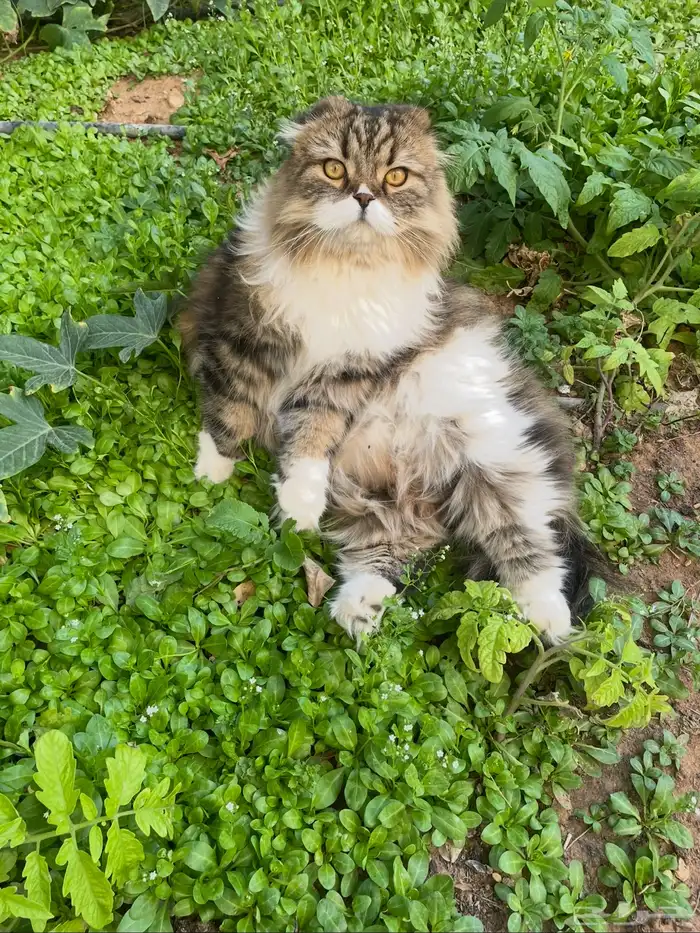 قط مفقود في عرقه 1