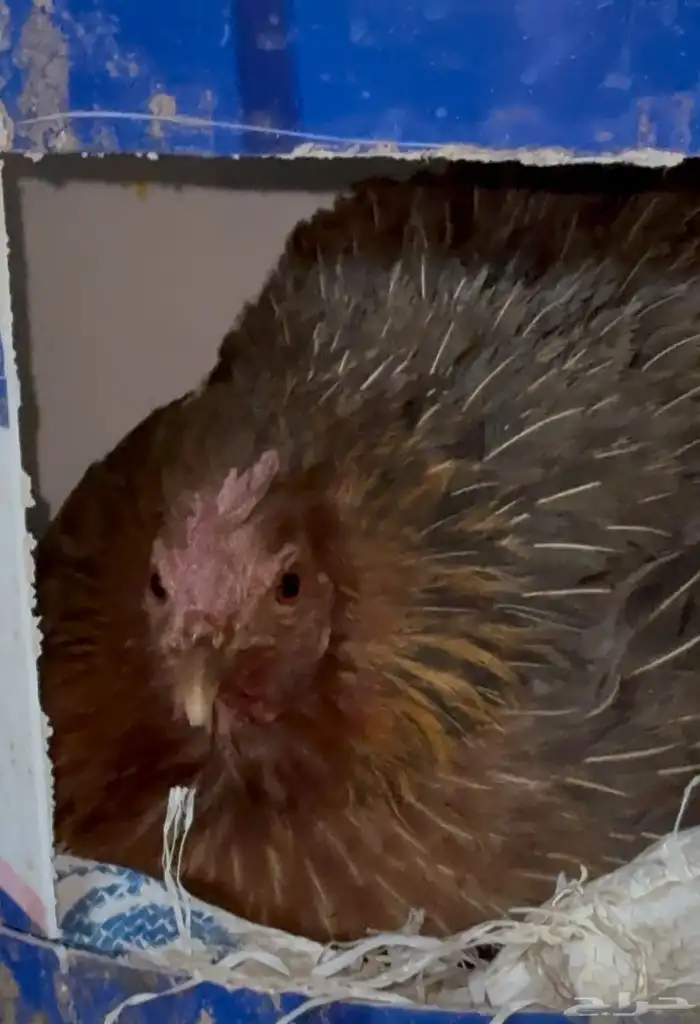 دجاجة عربي محضنة للبيع 0