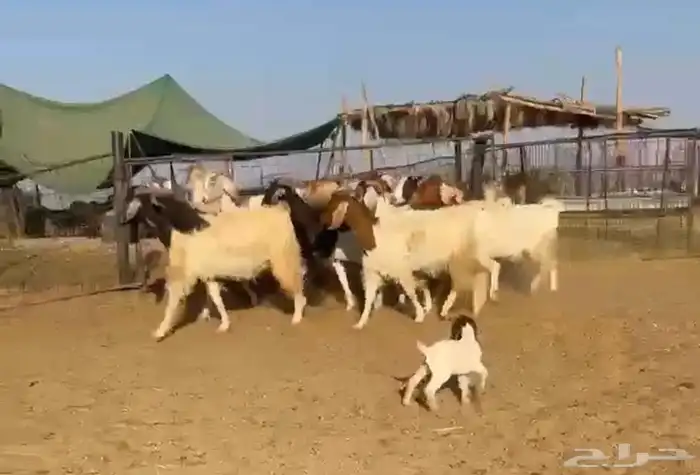 معزا هجين بورقت بمصري((( تم البيع ))) 0