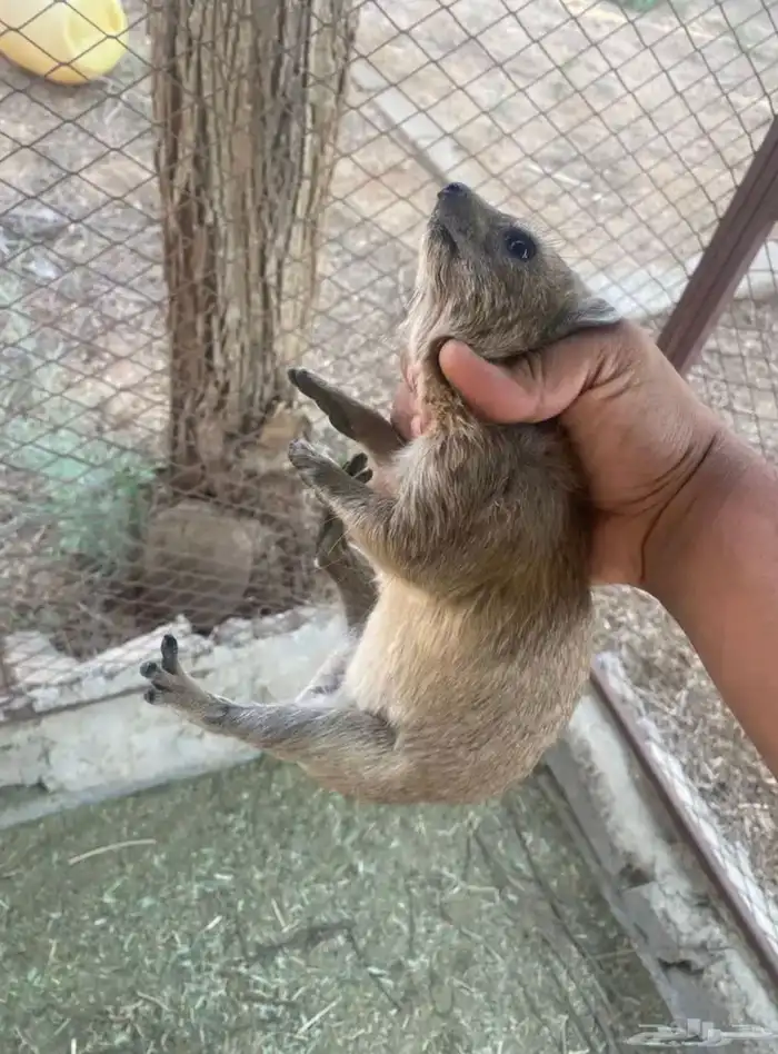 وبران برية للبيع الموقع بيشة 0