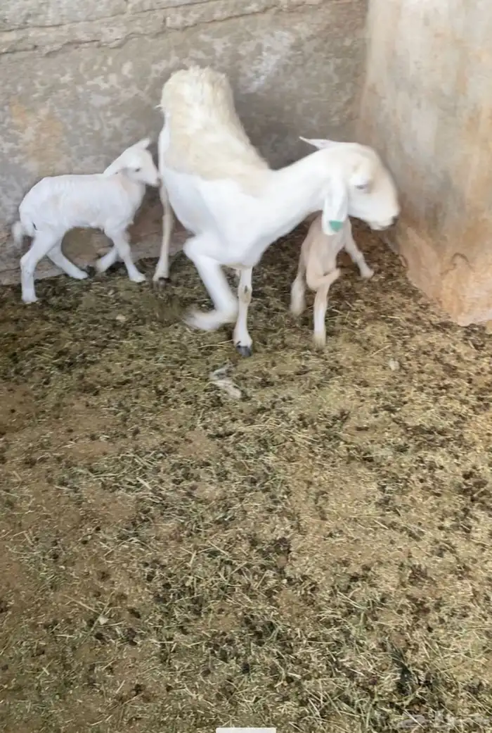 شاه طيبه سنها سديس تحتها رخل ديدها سليم شرط معها رخل يتيم 1