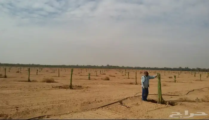 نخيل عربي فسائل نخل نخل عربي نقايل 72