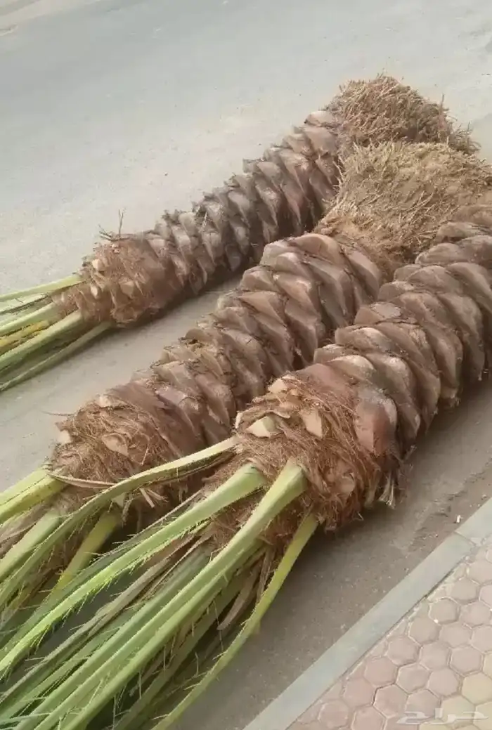 نخيل عربي فسائل نخل نخل عربي نقايل 62