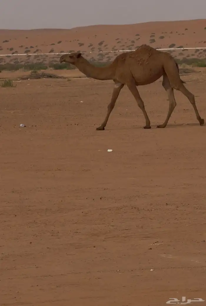 بكره شعلا مفروده 0