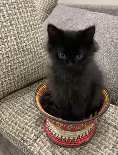 للبيع قطط كيتن للبيع بعمر شهرين index