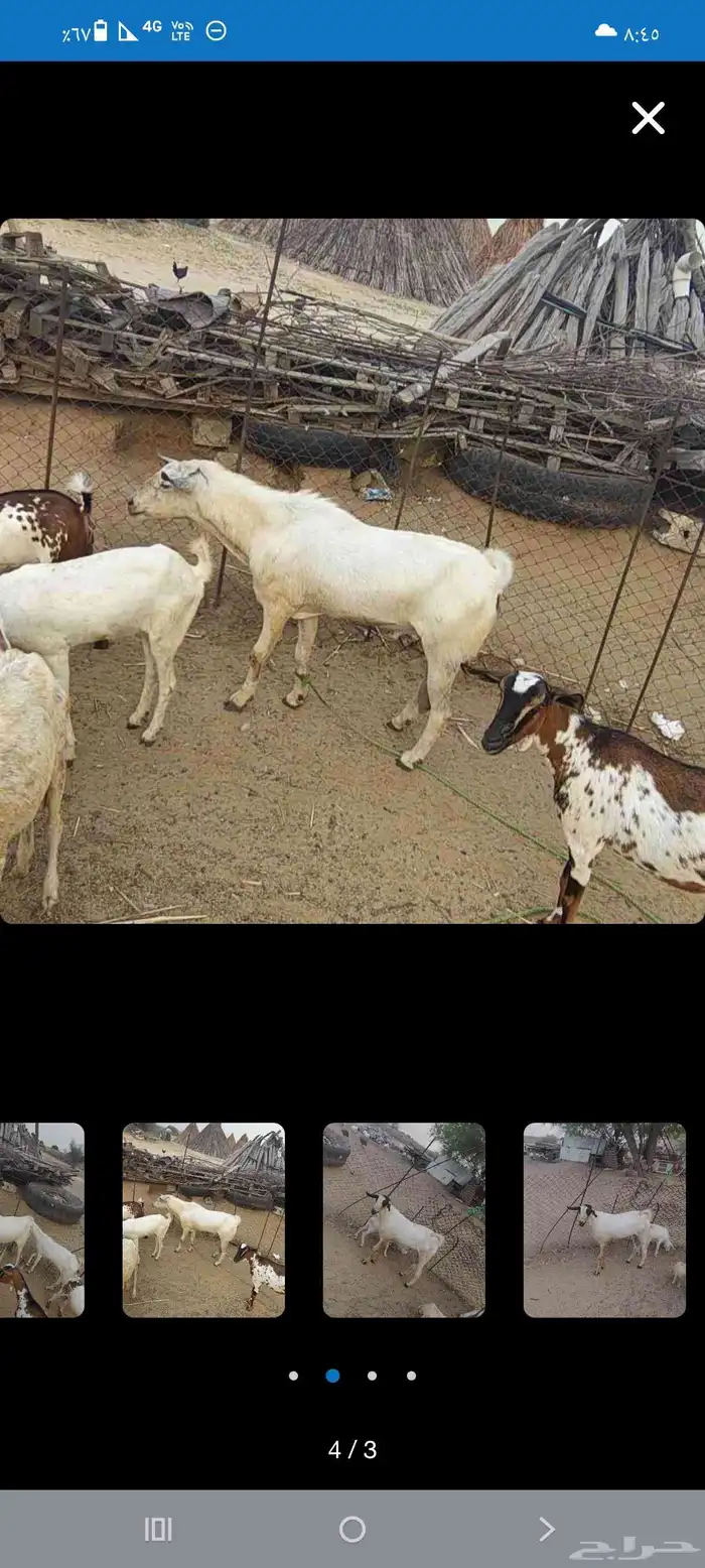 تيوس بلدي فحول مشروطه 0