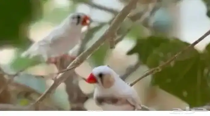 زيبرا دمعه16 زوج 0