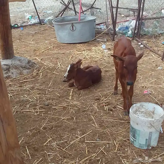 بقر للبيع 3