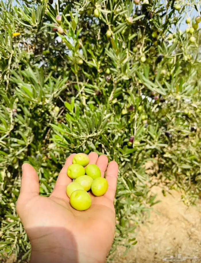 زيت زيتون الجوف مزارع باير.لون  وطعم   وجوده .الكميه محدوده 1