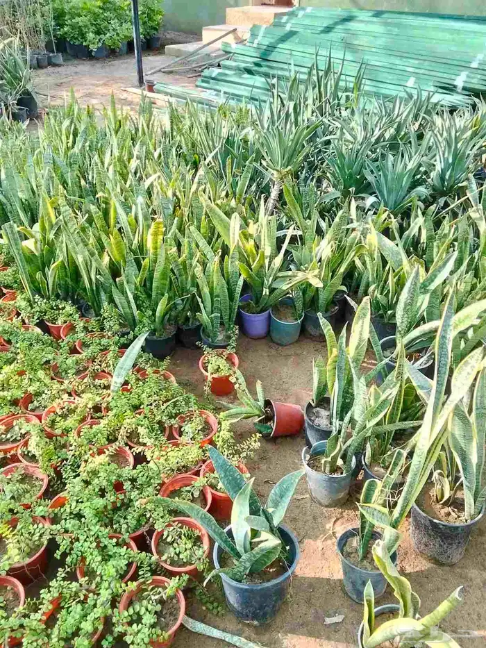 تصميم أحواض زراعية مودرن 5