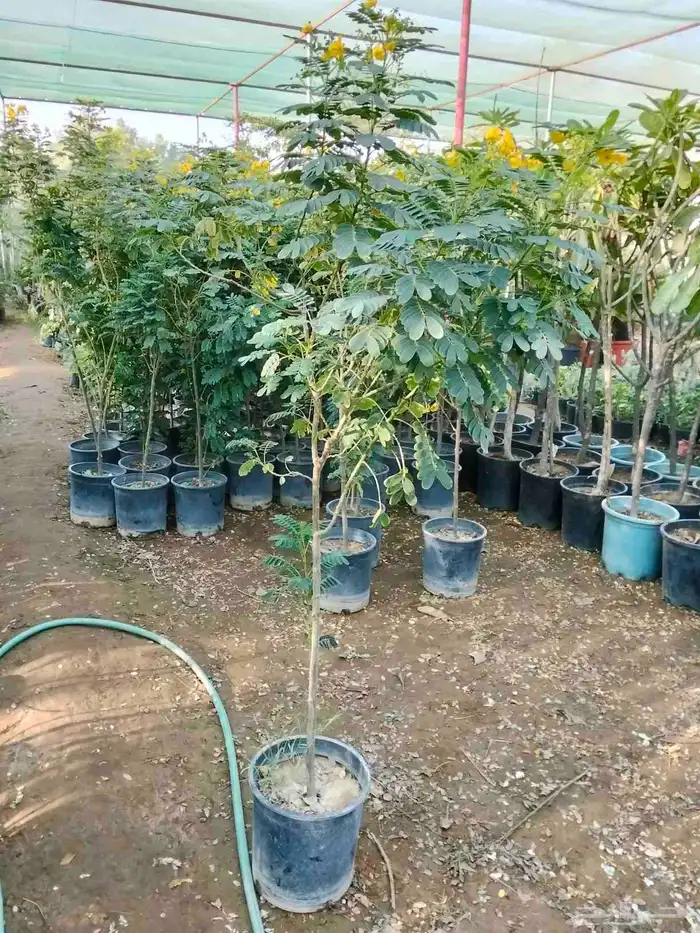 تصميم أحواض زراعية مودرن 2