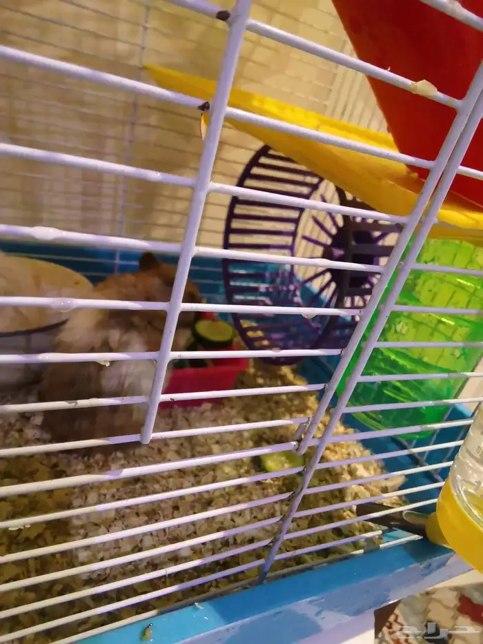 هامستر قصر ملكي 3