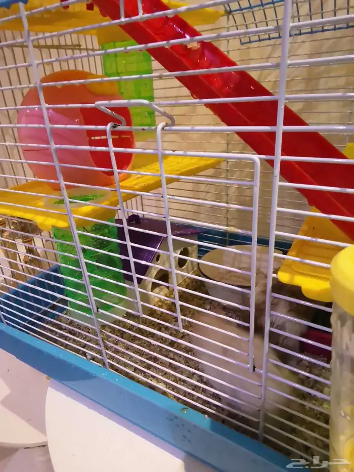 هامستر قصر ملكي 2