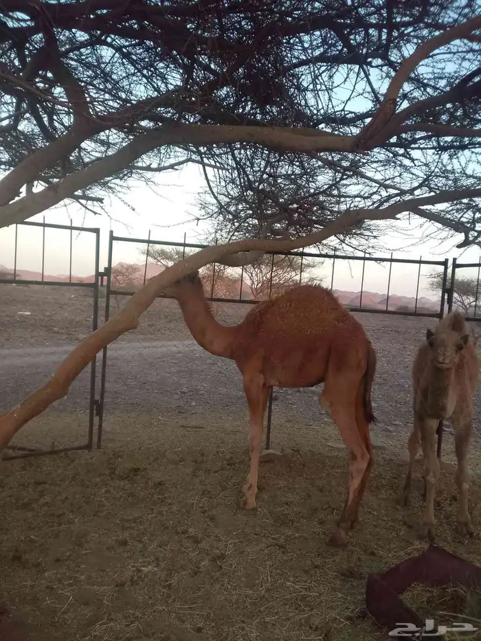 قعدان على البرسيم وشعير وحليب 1