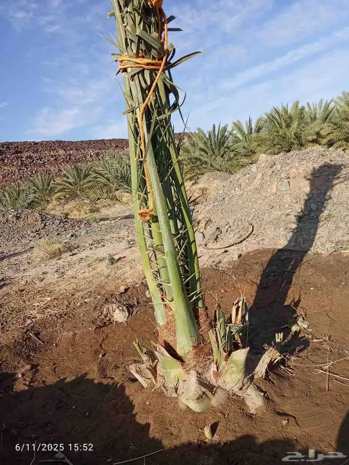 يوجد لدينا جميع انواع النخيل وتوصيل 6