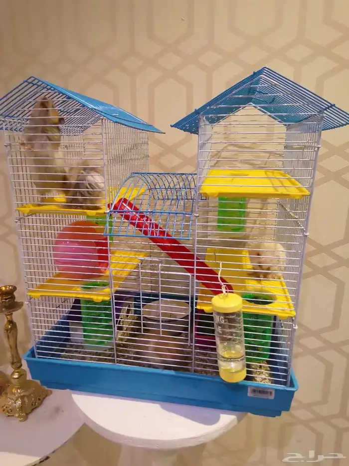 هامستر قصر ملكي 0