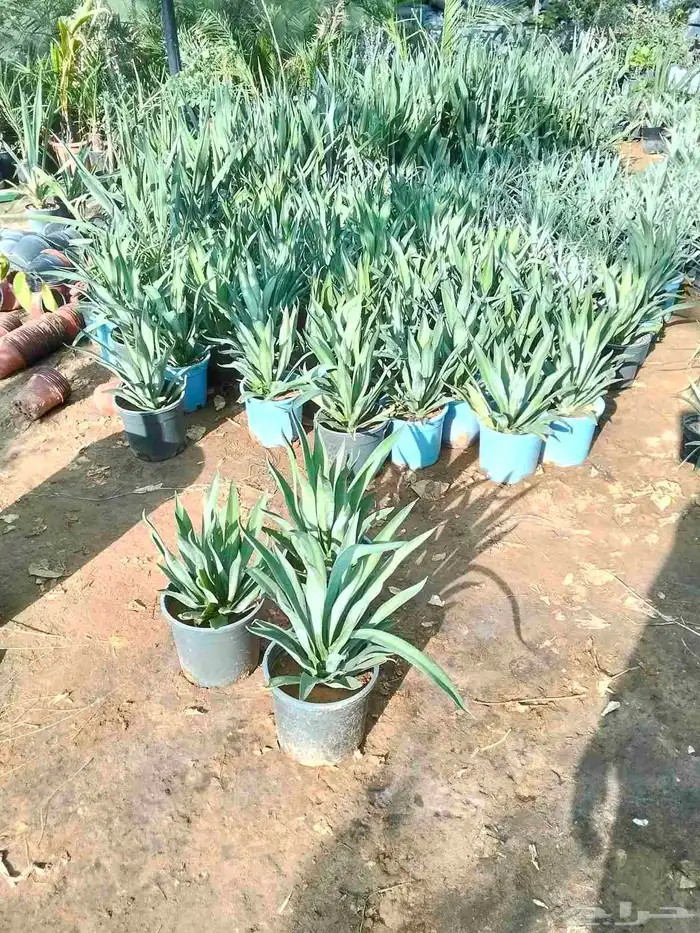 تصميم أحواض زراعية مودرن 4