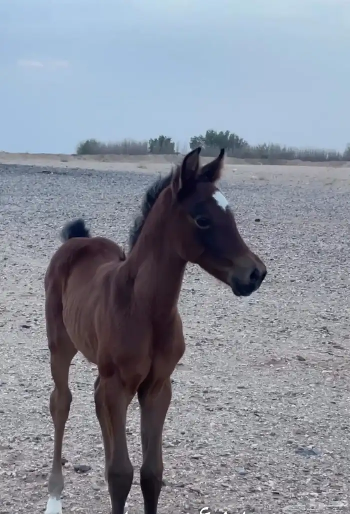 فرس شعبيه معها مهره جمال 1