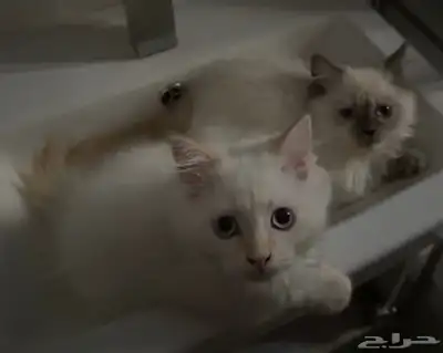 قطتين للبيع index