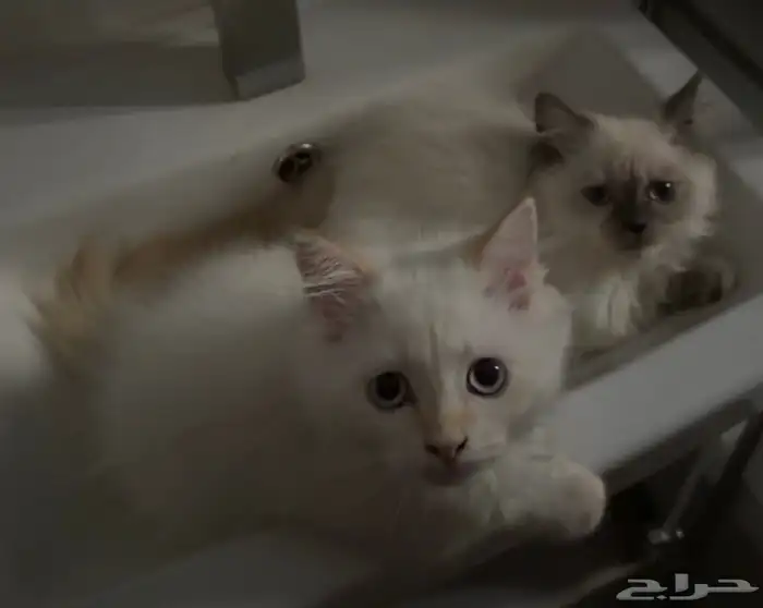 قطتين للتبني 1