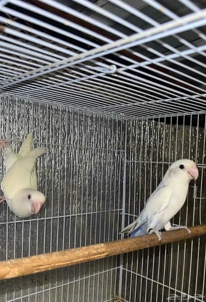 طيور للبيع 7