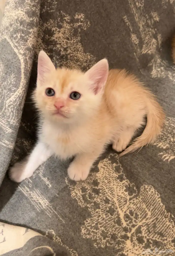 كتن شيرازي قطط للبيع مو للتبني هجين برتش 12