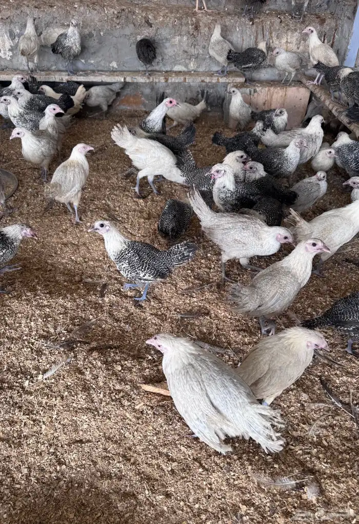 للبيع دجاج فيومي 5