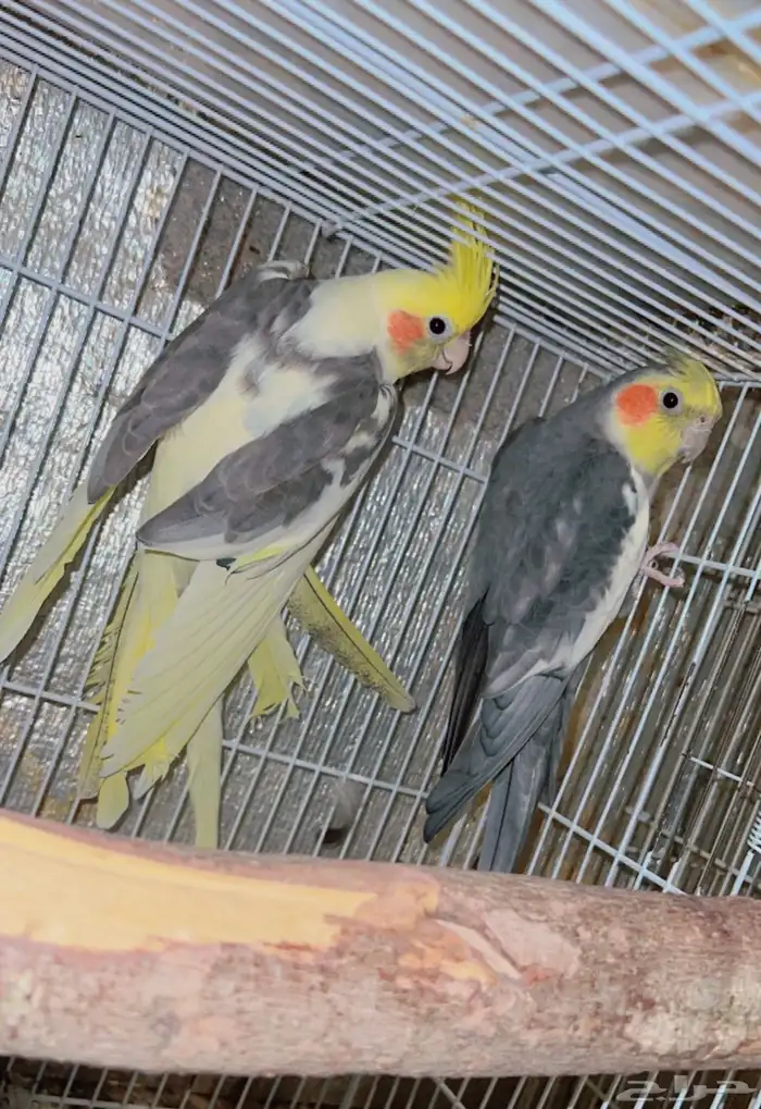 طيور للبيع 13